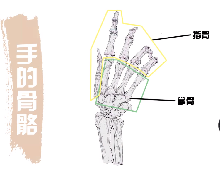 求大佬指点一下怎么画手? - 知乎