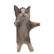 网红猫meme表情包第一弹（震惊猫） - 知乎