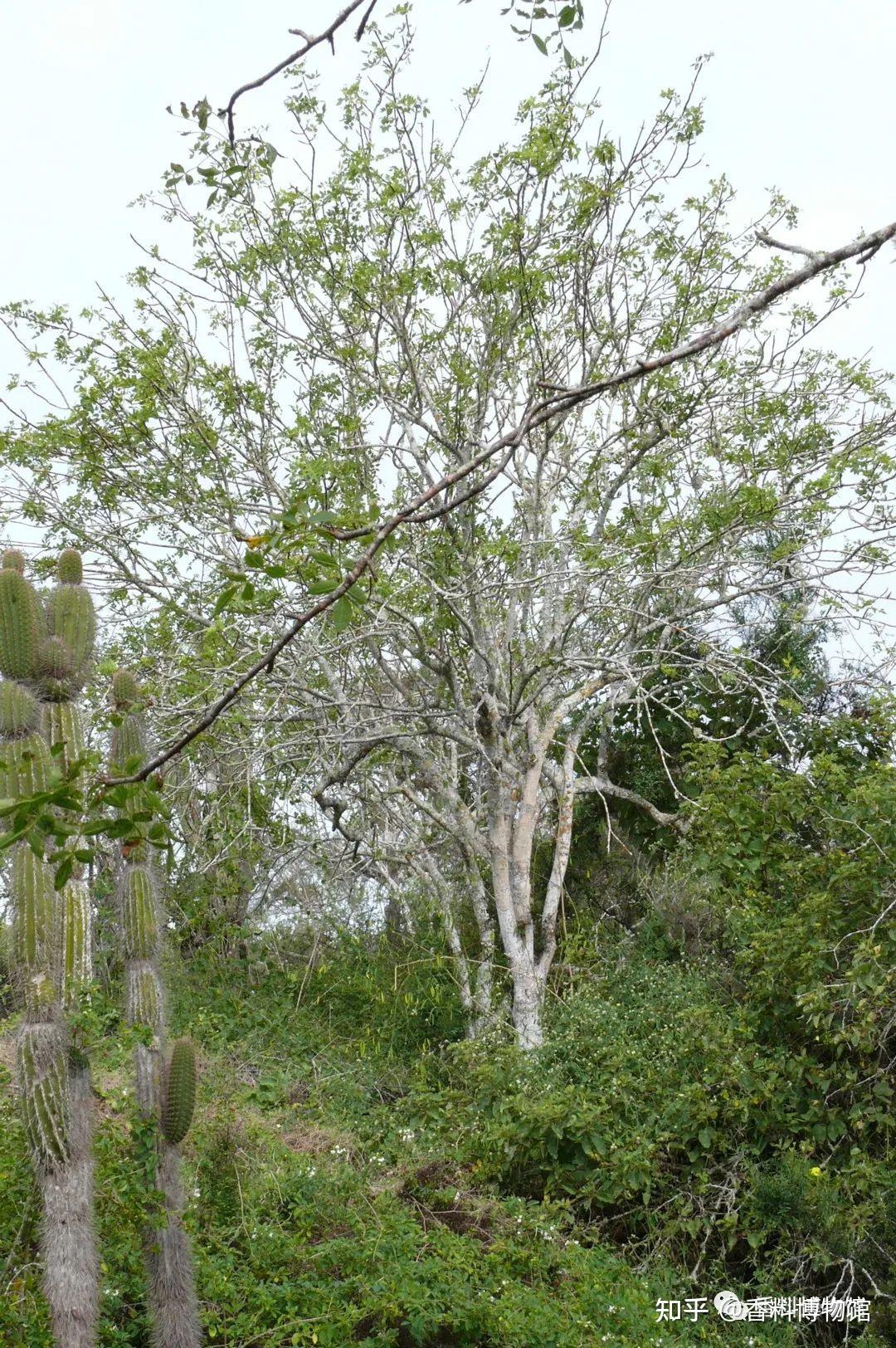 一种不神圣的神圣香料秘鲁圣木