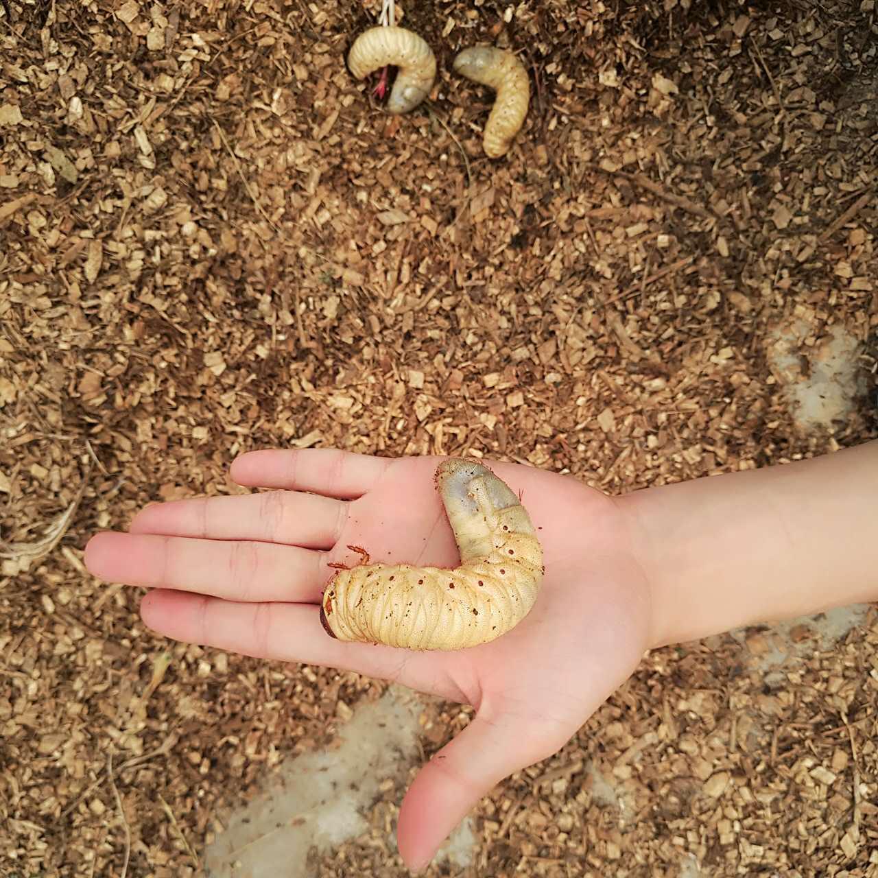 5月以后还有独角仙幼虫吗?新手饲养应该准备哪些?