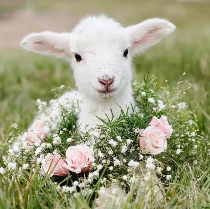 超可爱的小羊头像合集