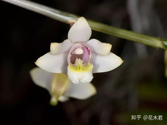 国家Ⅰ级濒危珍稀物种叉唇石斛的鉴赏与辨识