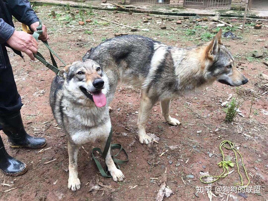 养过“捷克狼犬”后,你会爱上它的 - 知乎