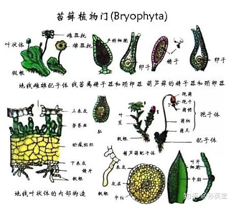 显微镜下绘画的美丽苔藓植物 - 知乎