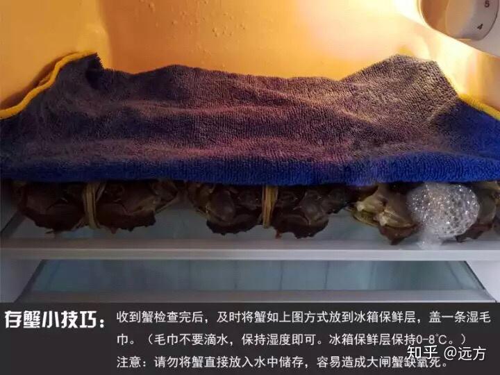 活螃蟹怎么保存到第二天 v2-26f25fe50f68ce4c956ca5fe97071379_r.jpg