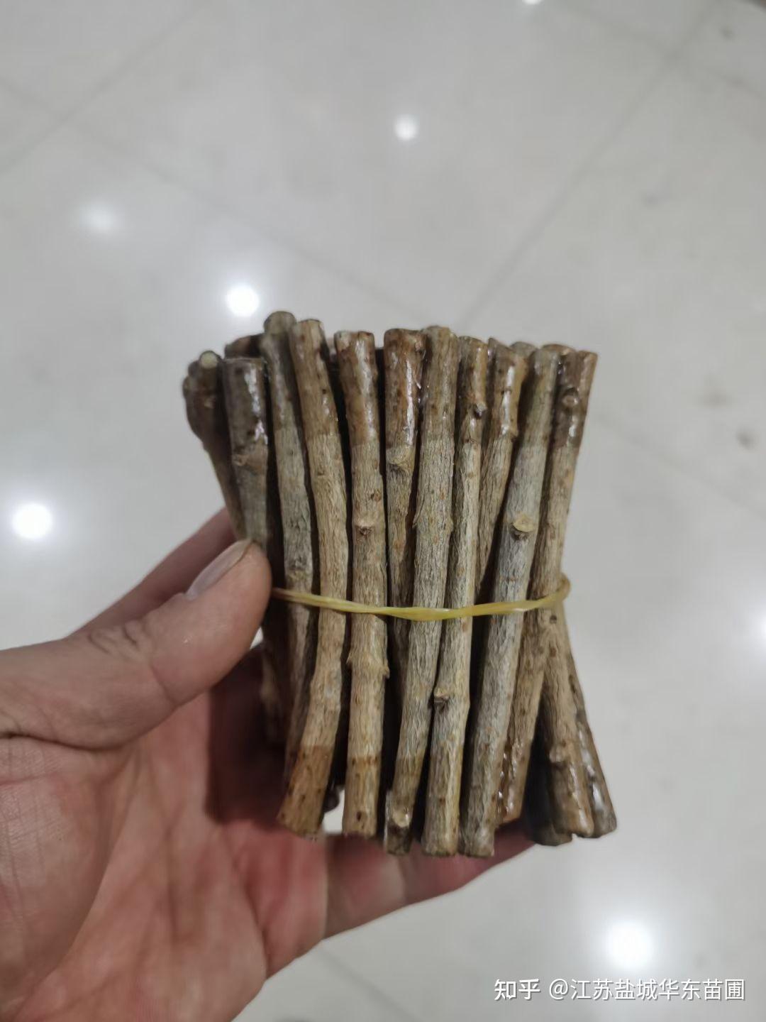 黄金丁香繁殖用的黄金丁香接穗