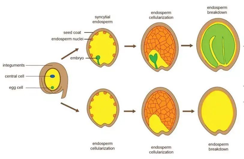 Plant Cell | 厘清种子发育机制的认识误区,孙蒙祥团队发现种子胚乳发育是一个自主发生的过程 - 知乎