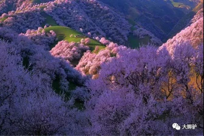 三生三世十里桃花倒不如來伊犁看一場十里杏花