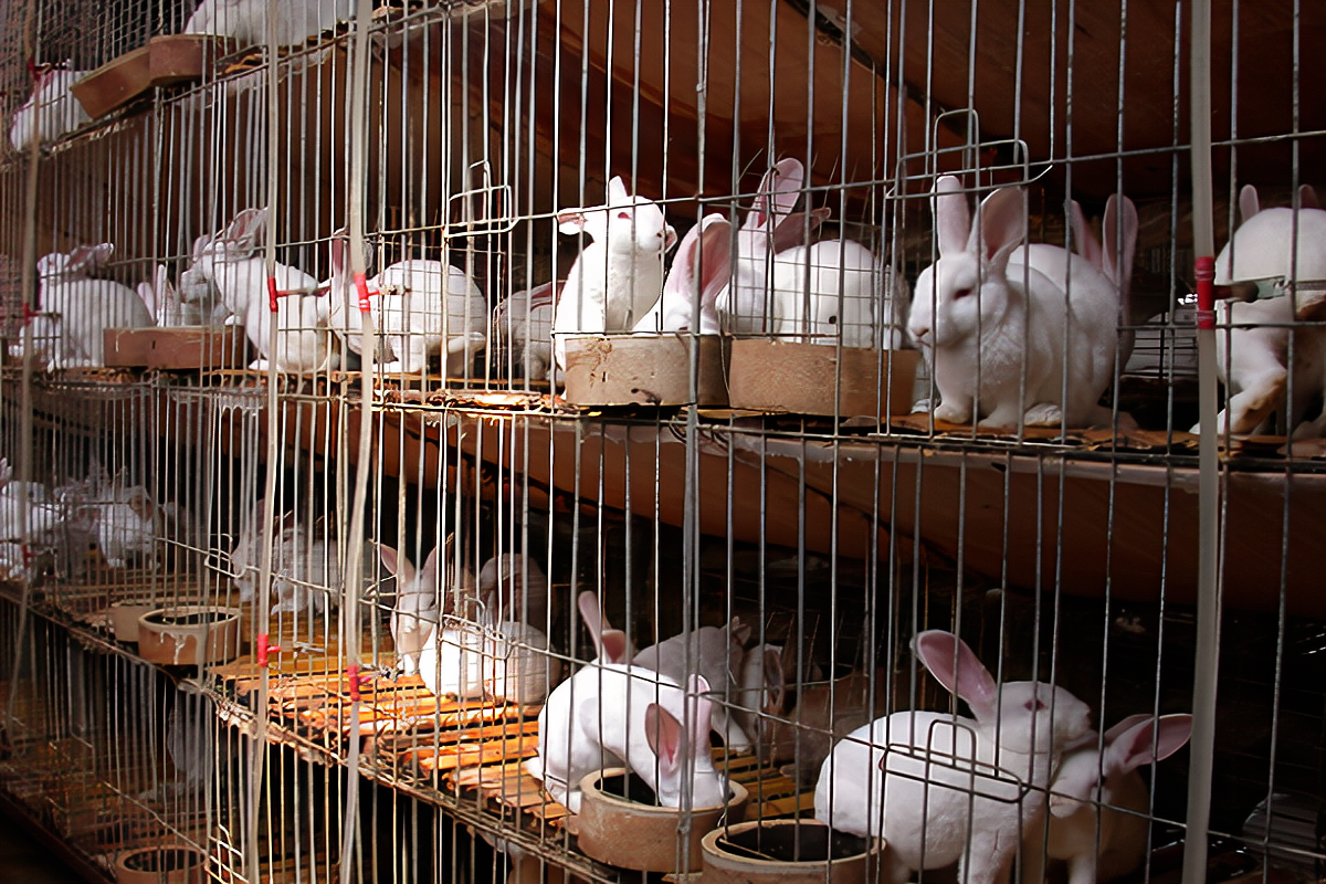 农村养兔子都喂什么？兔子的养殖技术及方法 | 说明书网