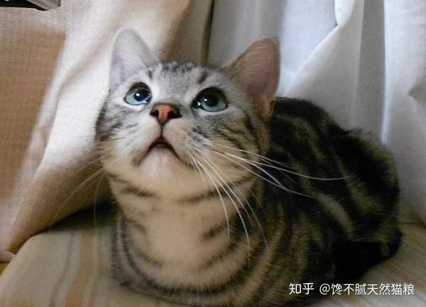猫咪为什么喜欢“揣手手”？这7个原因很真实了 - 知乎