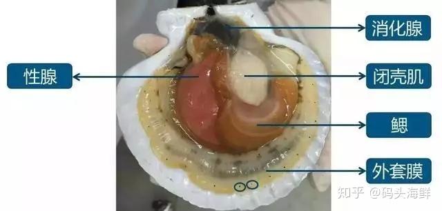 扇贝一定要煮熟才能吃,扇贝内脏不能吃,消化器官,黑色的内脏,橘红色橘