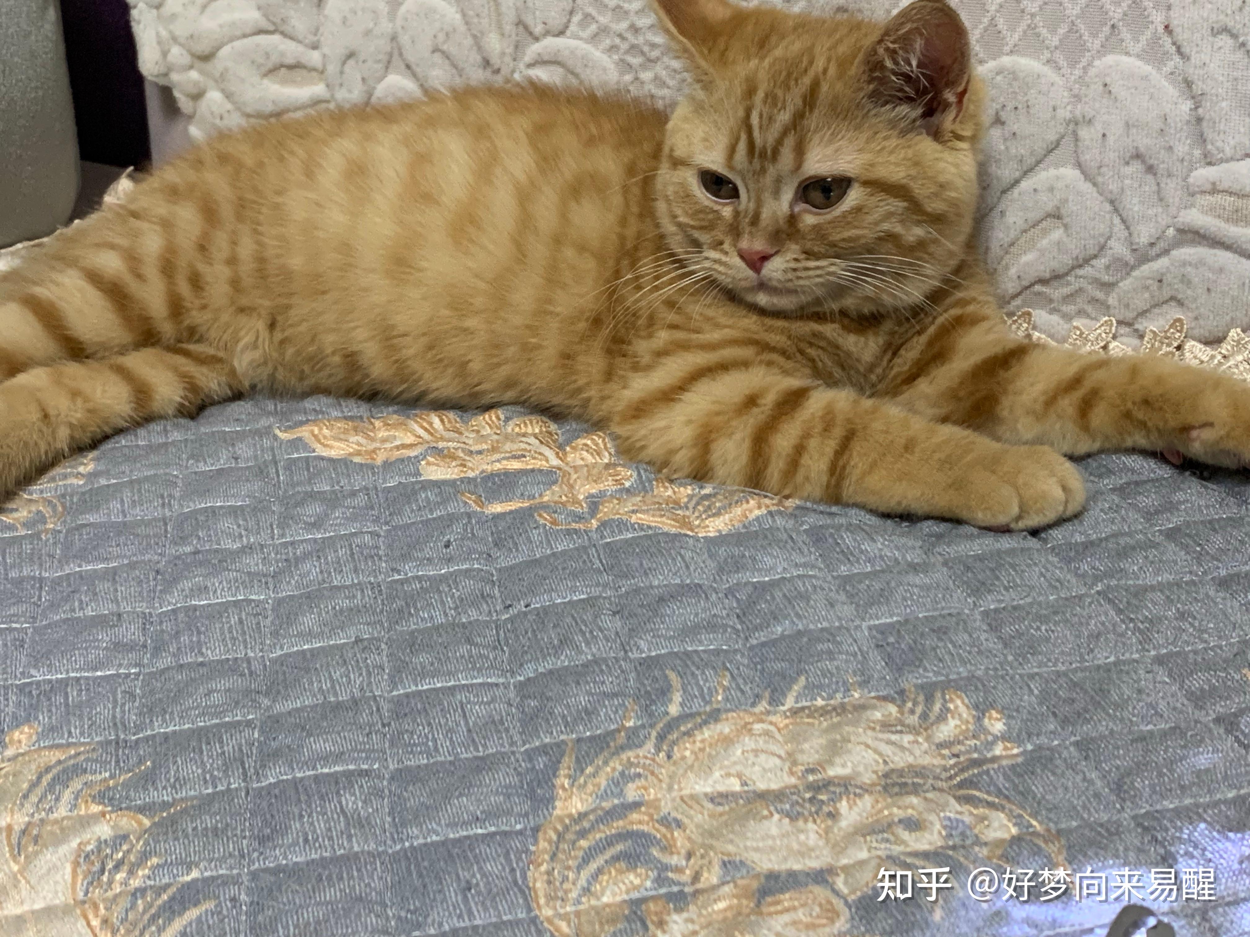 英短橘猫? - 知乎