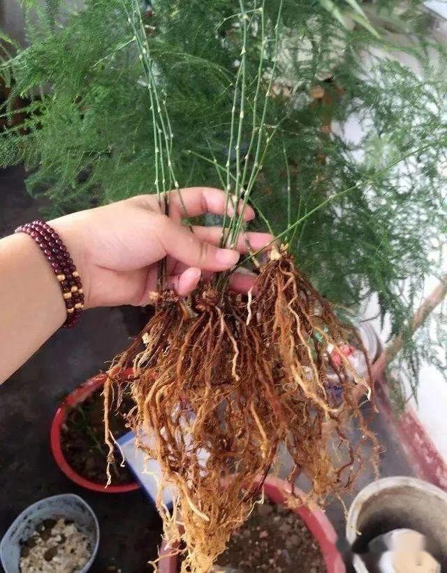 长好几年的"文竹",分株能栽好几盆,具体步骤是这样的