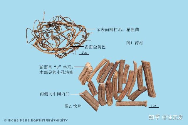 中药学—鸡屎藤—祛风除湿;消食化积;解毒消肿;活血止痛。主治风湿痹痛;食积腹胀;小儿疳积;腹泻痢疾;中暑;黄疸肝炎;肝脾肿大;咳嗽;瘰疬;肠痈 ...