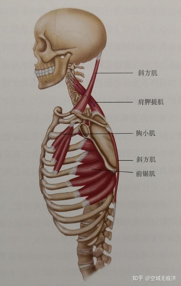 肩胛提肌位置图片图片