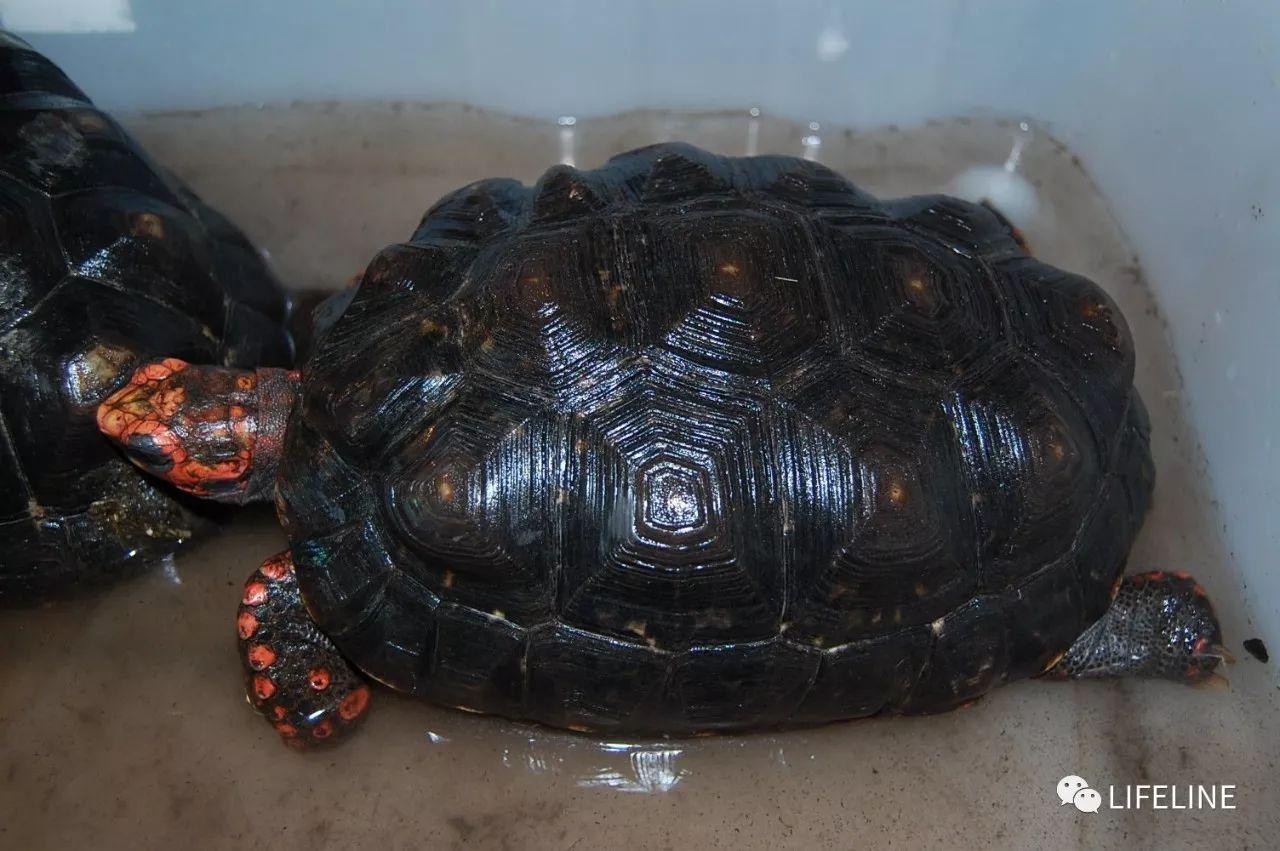 龜友來稿紅腿陸龜的飼養從入門到繁殖下