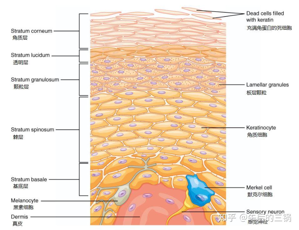 皮肤的真相(一) - 知乎