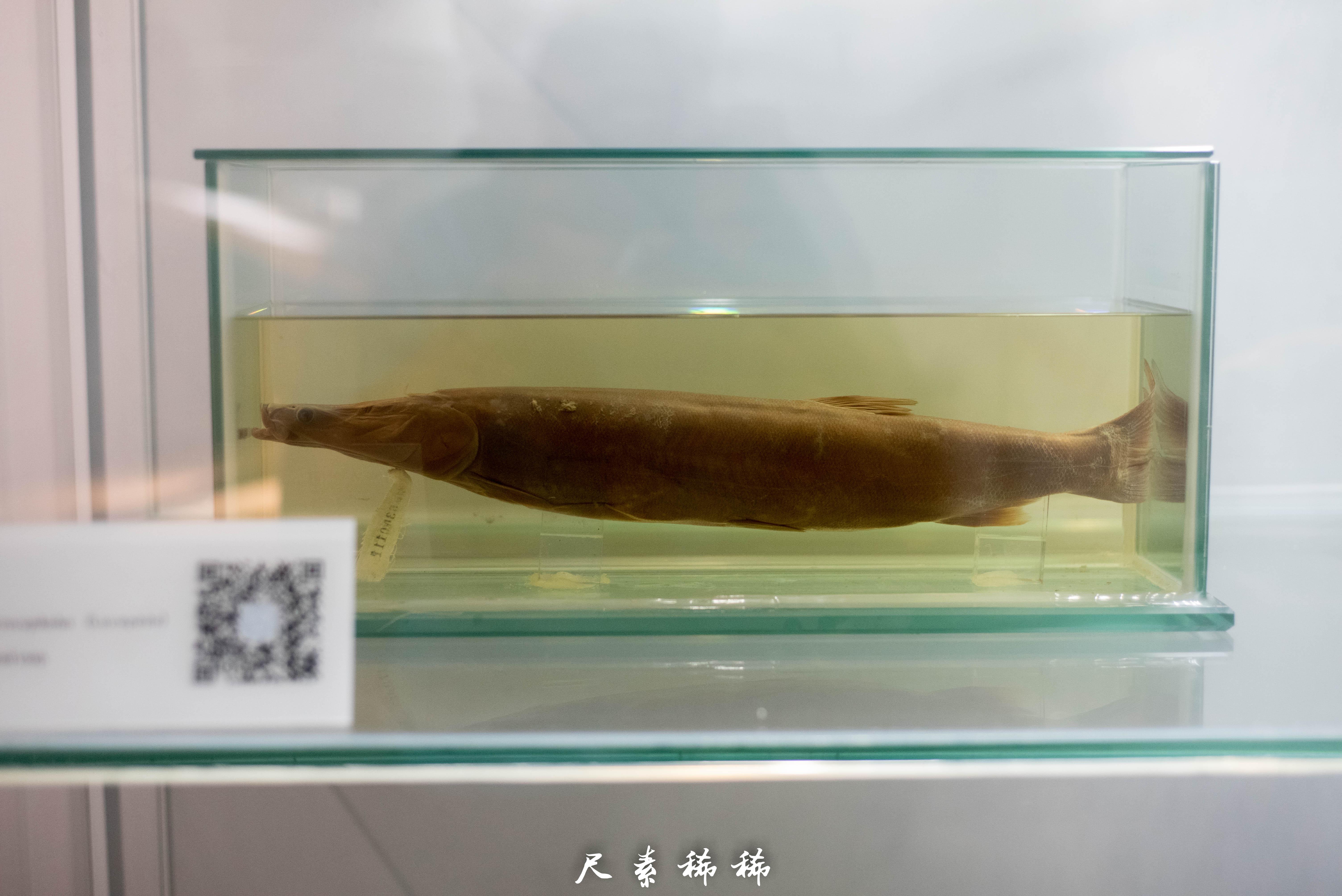 请问生物方向的专业人士，鳗鱼是否快要灭绝呢？据说是不能人工繁殖？ - 知乎