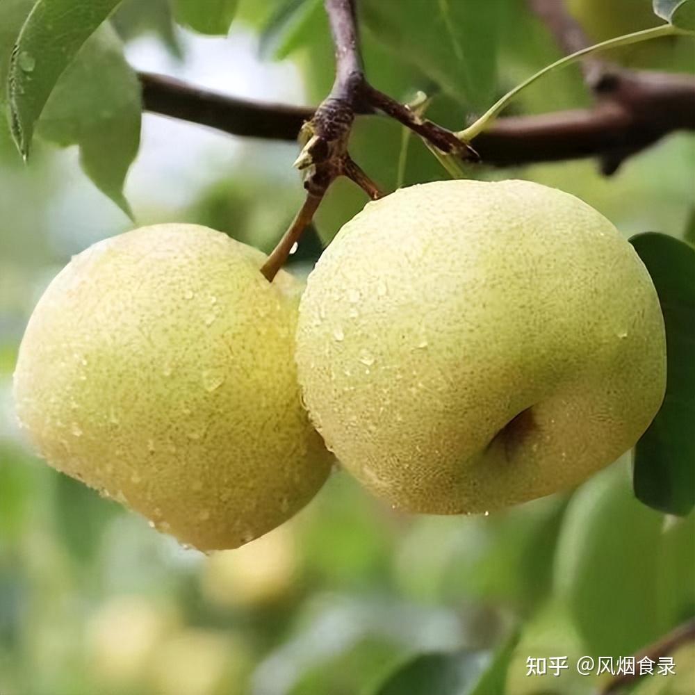 全国哪的梨好吃？这8个地方上榜，甘甜味美，价不高，有你家乡吗 - 知乎