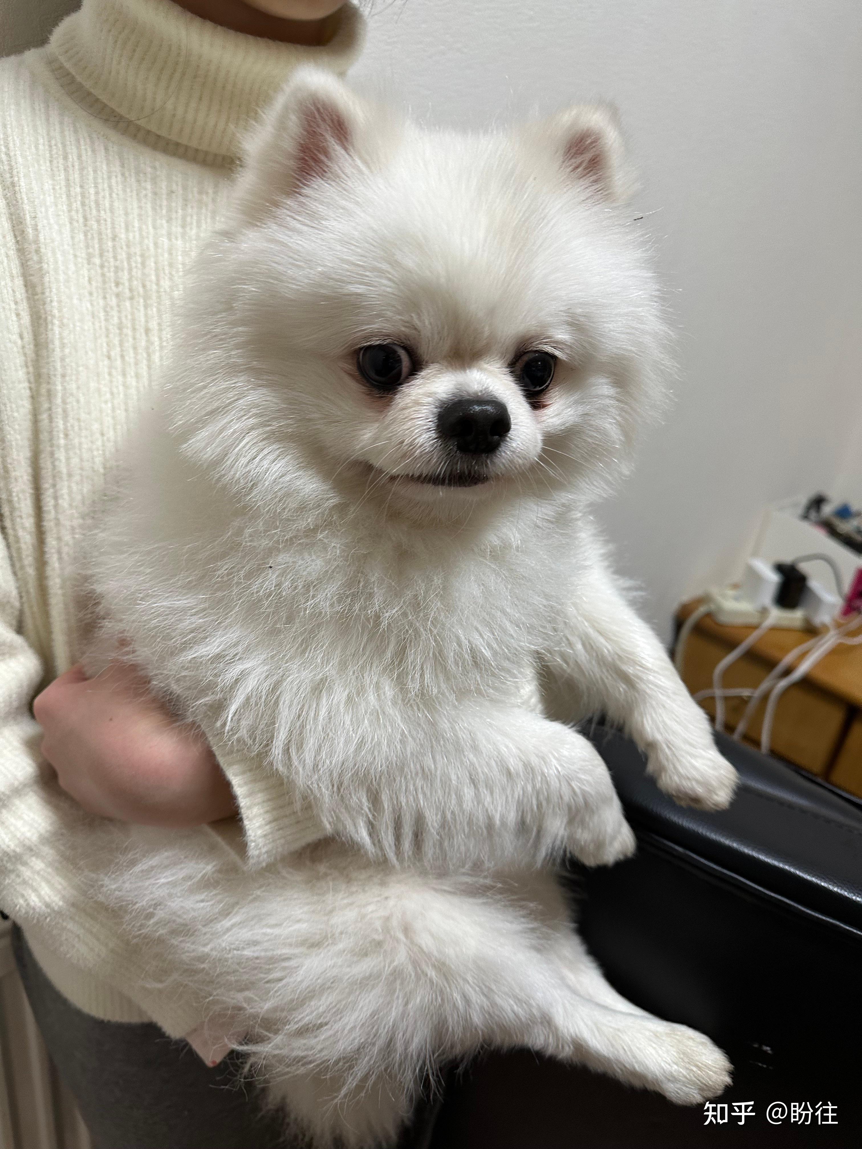 湖南省长沙市雨花区有偿寻狗白色美系博美