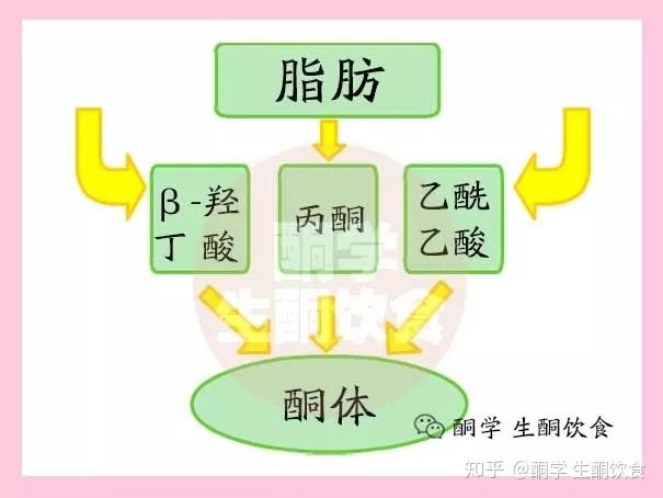 生酮知识:酮体vs葡萄糖,谁才是最强大脑能源? - 知乎
