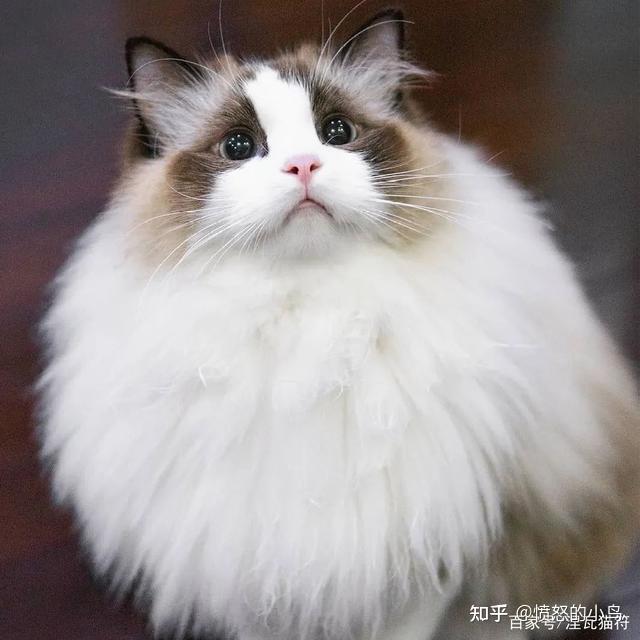 海豹双色英短高清大图布偶海豹双色到底什么意思