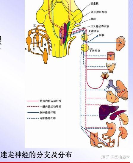 腦神經(第Ⅴ,Ⅶ,Ⅷ,Ⅸ,Ⅹ,Ⅺ,Ⅻ對神經) - 知乎