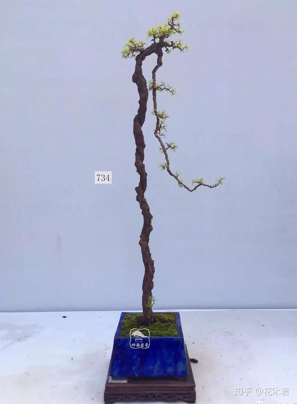 铁包金盆景的鉴赏与下山桩的栽培养护