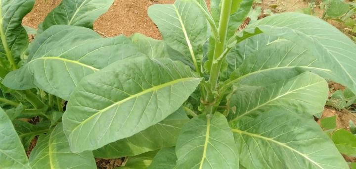 最好的烟叶是什么 v2-276594d5b1424f53e73cdfae3c2ae197_1200x500.jpg