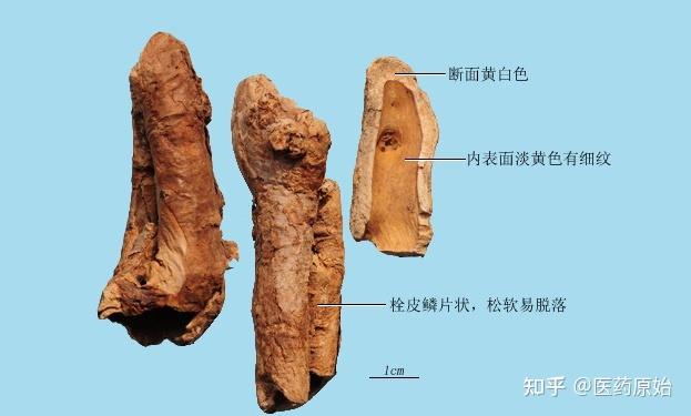 带你识别香加皮