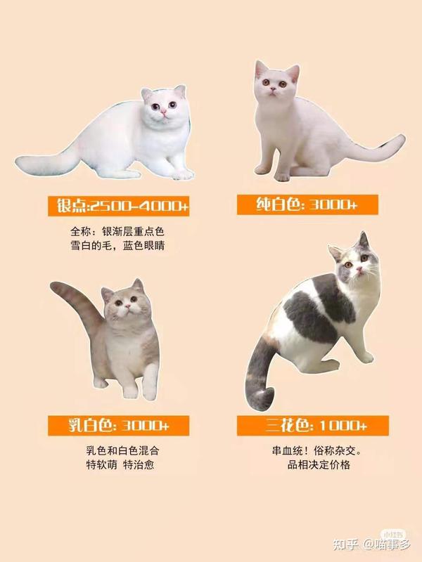全品种猫介绍大全 - 知乎