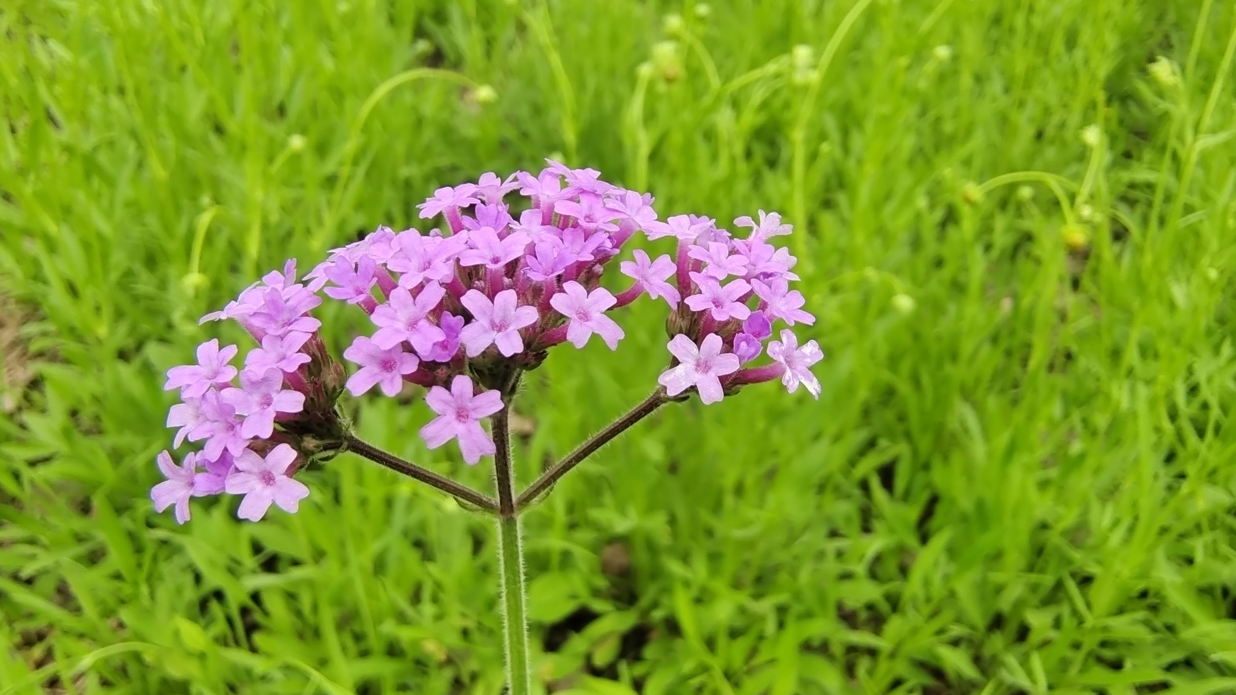 美丽吉安之赏花系列 马鞭草花开 美景怡人