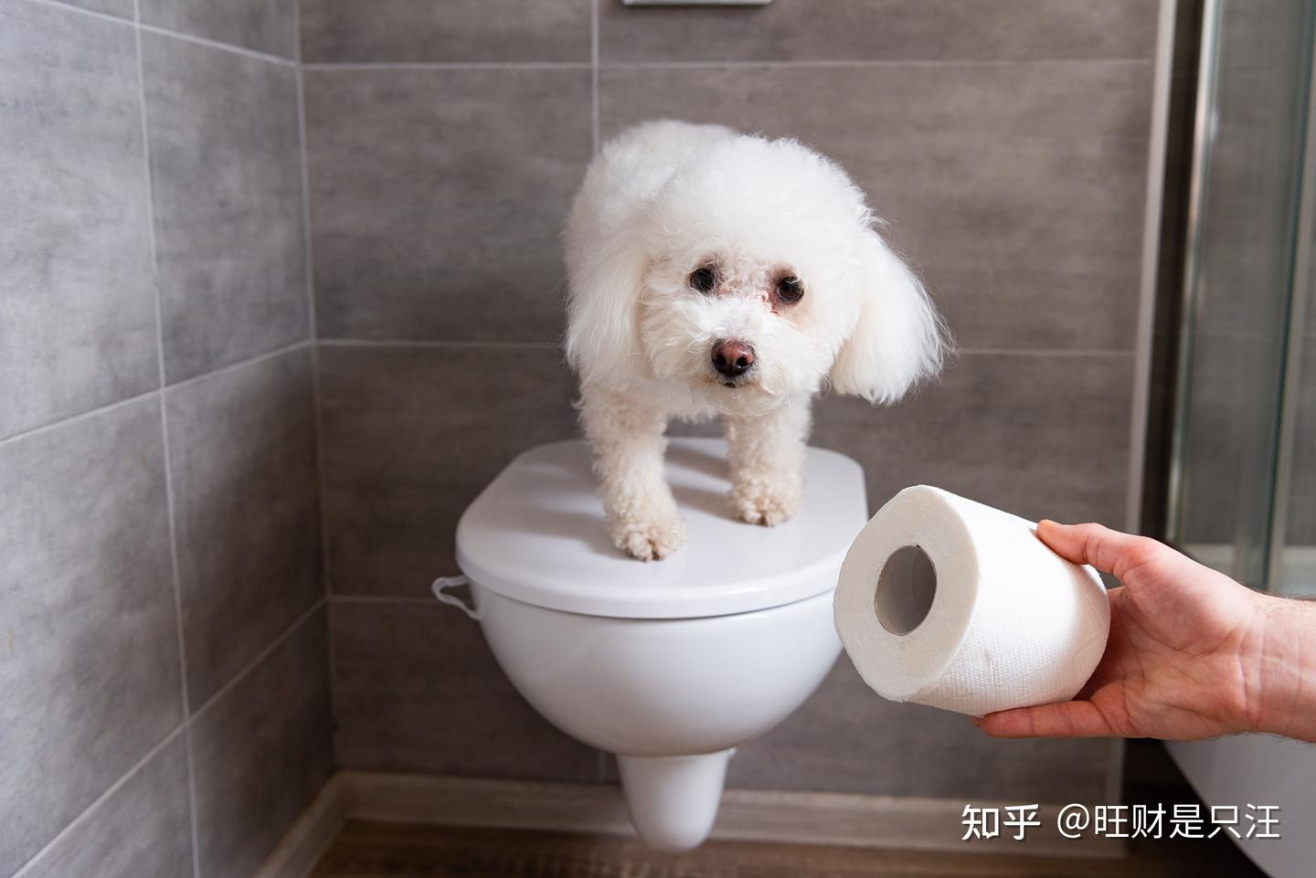 狗狗“定点大小便”训练篇:不想家里臭烘烘,看这里 - 知乎