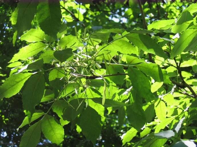 花曲柳树种对气候,土壤要求不严.木材