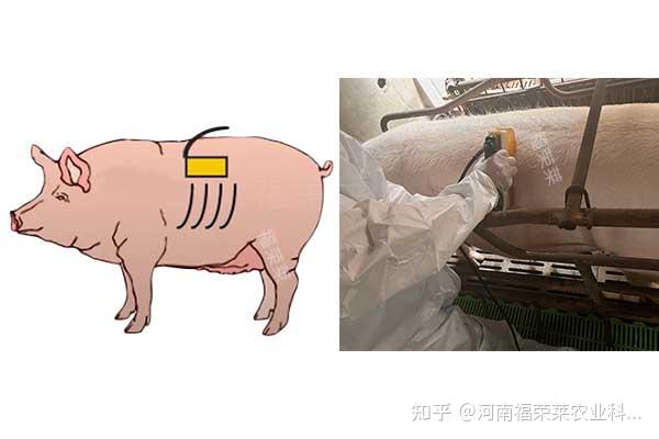 如何识别猪眼肌面积超声影像 - 知乎