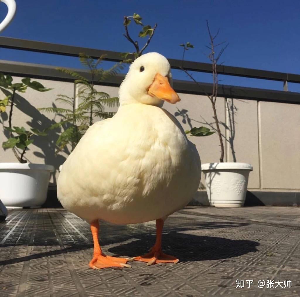 被母上大人要求换微信头像是一个什么样的体会