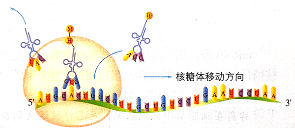 mrna结构示意图图片