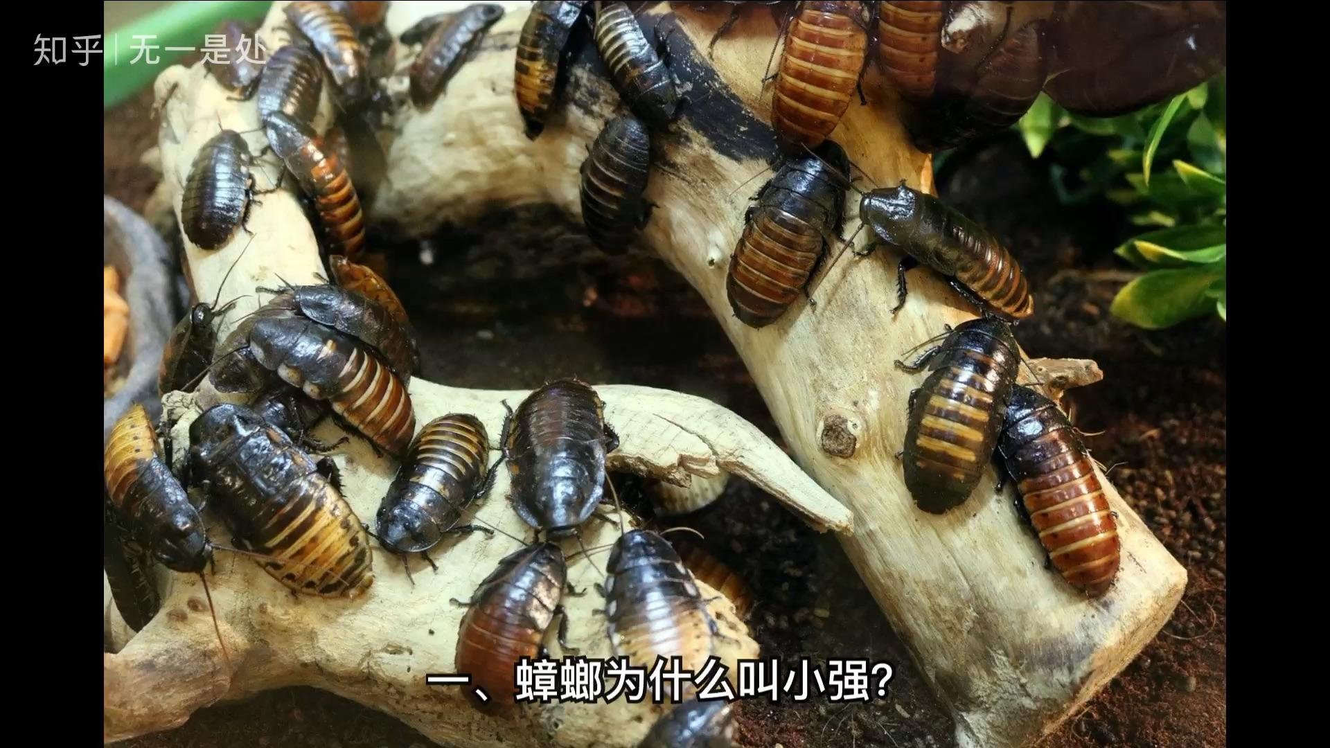 世界上最干净的动物是什么?