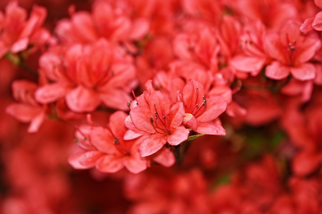 韩语解读你的生日花 8月8日 진달래 知乎 韩语解读你的生日花 8月8日 진달래 知乎
