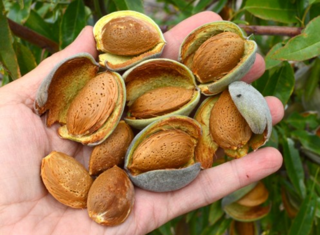 突变一个基因就被吃巴旦木的驯化故事