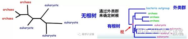 进化树的基本知识点，你知道多少？ - 知乎