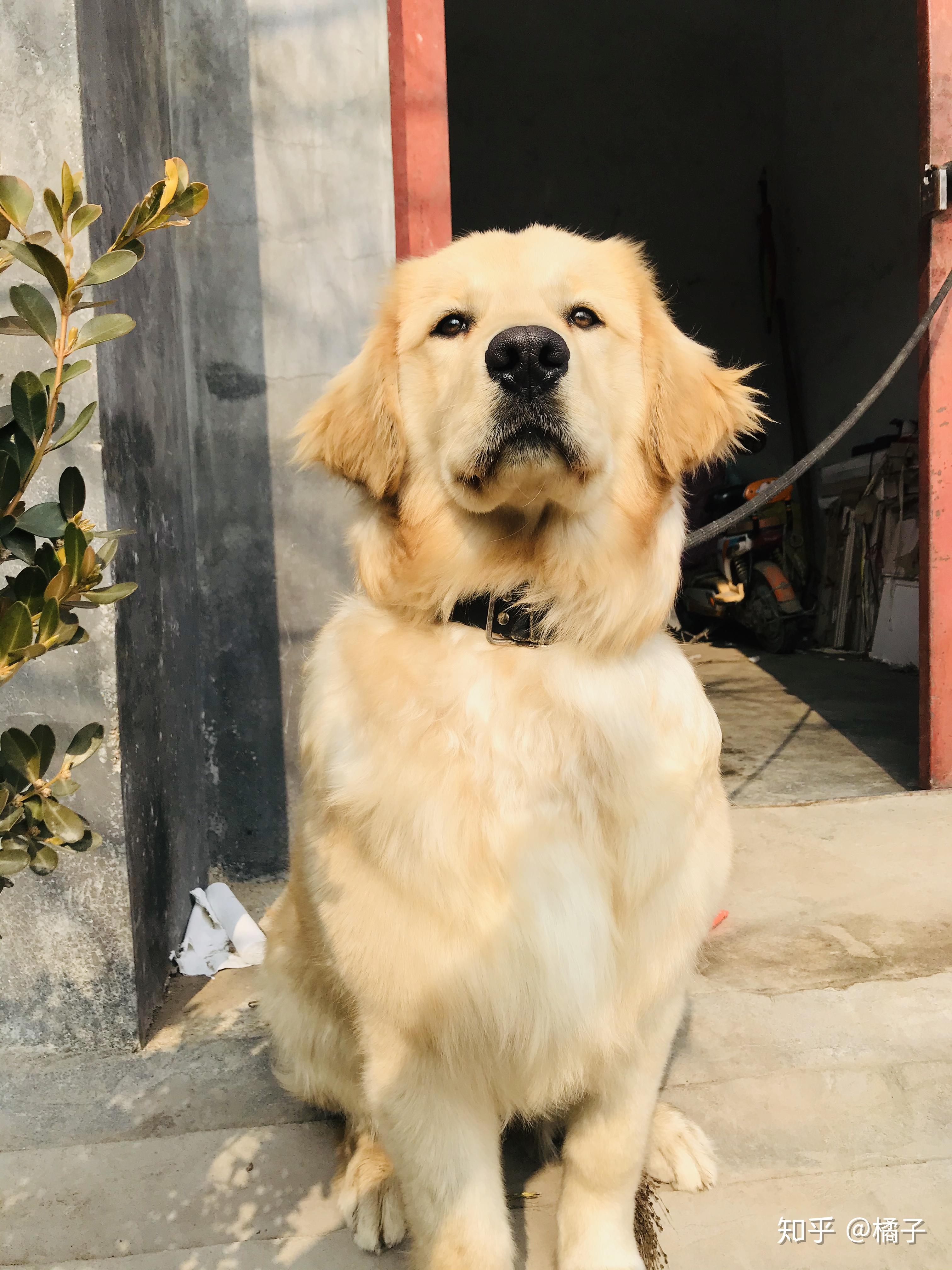 没养金毛之前,你可以不喜欢金毛,可以嫌他掉毛多!太大!