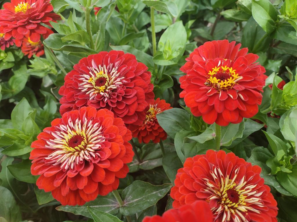 红色百日草紫色百日草