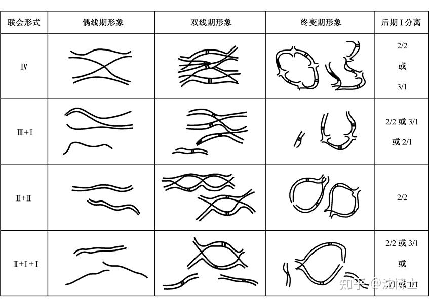 一文读懂多倍体