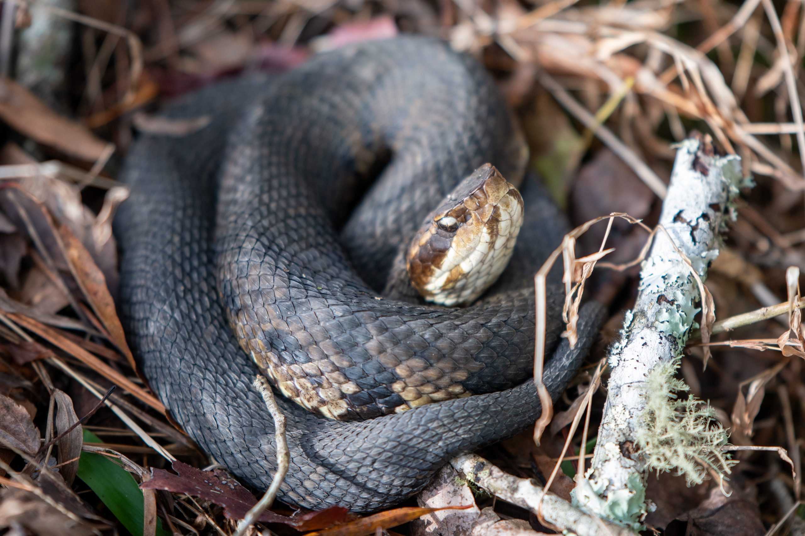 水蝮蛇 cottonmouth