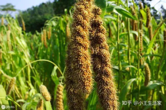 黍:一年生草本植物,直白的说就是黄米,也可以说是小米.