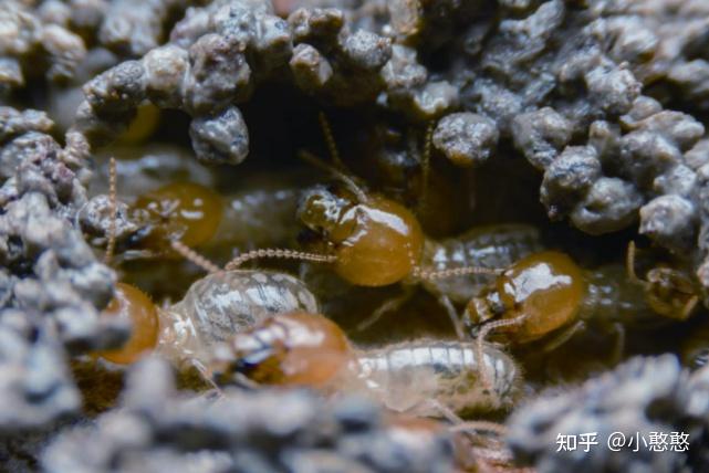 白蟻迎來繁殖季數量突飛猛進天敵能遏制白蟻數量增長嗎