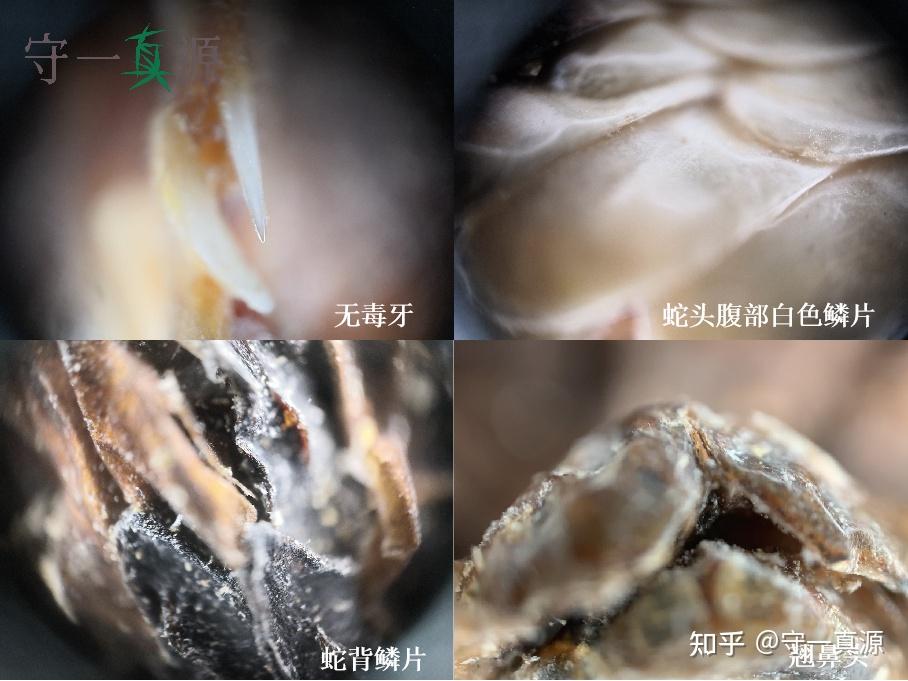 蕲蛇从方胜纹到麦穗纹的鉴别发展