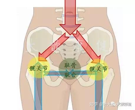 有问有答2 产后耻骨分离耻骨痛的运动康复 知乎