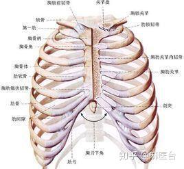 胸壁深层结构 - 知乎
